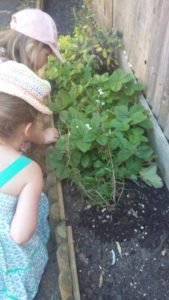 Growing plants